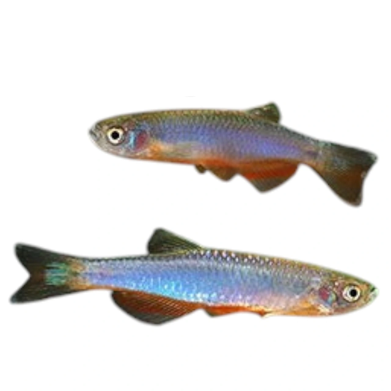Brachy Danio Rosea